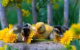 /album/fotogaleria-geek/animals210-bs4t03-jpg/