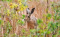 /album/fotogaleria-geek/animals218-blgqld-jpg/