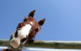 /album/fotogaleria-geek/animals227-liddap-jpg/