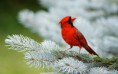 /album/fotogaleria-geek/animals232-xazag6-jpg/