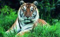 /album/fotogaleria-geek/animals236-3q6hv9-jpg/