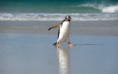 /album/fotogaleria-geek/animals239-txhpz7-jpg/