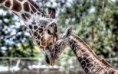 /album/fotogaleria-geek/animals240-gyzfib-jpg/