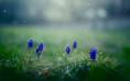 /album/fotogaleria-geek/flowers92-gnr6z5-jpg/