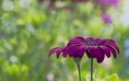 /album/fotogaleria-geek/flowers94-i60x6z-jpg/