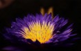 /album/fotogaleria-geek/flowers104-m52z8u-jpg/