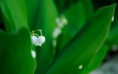 /album/fotogaleria-geek/flowers109-rp7by6-jpg/