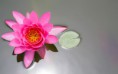 /album/fotogaleria-geek/flowers113-8gk7ys-jpg/