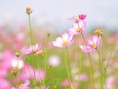 /album/fotogaleria-geek/flowers117-yo8k6g-jpg/