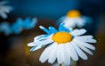 /album/fotogaleria-geek/flowers118-3kpjm3-jpg/
