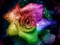 /album/fotogaleria-geek/flowers119-6y4nlv-jpg/