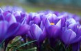 /album/fotogaleria-geek/flowers120-lapyqf-jpg/
